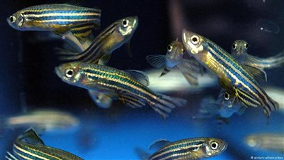 باحثون في سويسرا يزرعون «جاسوسا آليا» وسط الأسماك