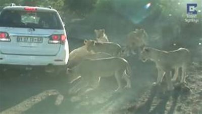بالفيديو.. نيص يتغلب على عدد كبير من الأسود الجياع