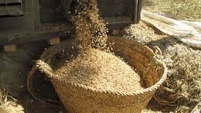 ضبط واقعة فساد بقيمة 19 مليون جنيه في صومعة قمح بحلوان