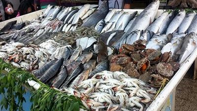 خبيرا علوم بحار يكشفان عن ارتفاع أسعار الأسماك