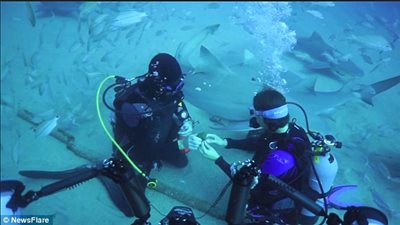 بالفيديو والصور.. شاب يطلب يد فتاة بين أسماك القرش