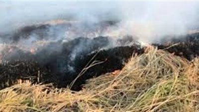 «البيئة» تفحص 119 سيارة في الشرقية وتحرر 33 محضر قش أرز بالبحيرة