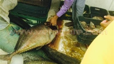 بالصور.. تشديد الرقابة على محال الأسماك قبل عيد الفطر بالبحر الأحمر