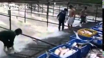 بالفيديو.. أذكى طريقة لصيد السمك