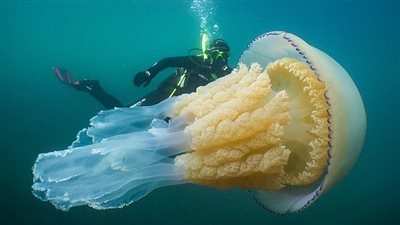 غواصان يرصدان قنديل بحر بحجم إنسان (فيديو وصور)