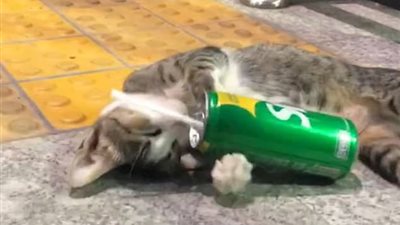 قطة مخمورة تشعل مواقع التواصل الاجتماعي (صور)