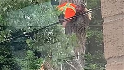 سقوط مروع لامرأة خلال قطع شجرة ضخمة (فيديو وصور)