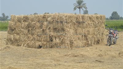 إنتاج 826 طن سماد من قش الأرز بالدقهلية وكفر الشيخ والغربية
