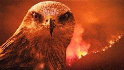 حذر منه الرسول.. ما هو الطائر الشرير المُتسبب في حرائق استراليا؟