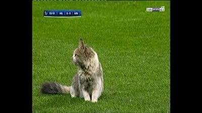 «قطة» تقتحم ملعب مباراة الهلال والعين (فيديو)