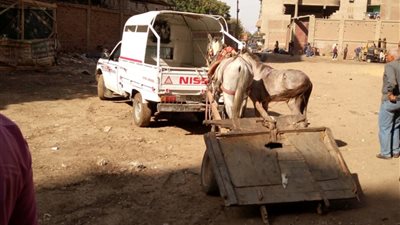 بالصور.. حملة لضبط عربات «الكارو» في القليوبية