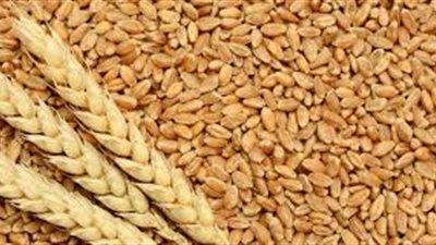 توقعات بارتفاع أسعار القمح عالميا خلال الشهر الجاري