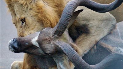 بالصور.. لحظة هجوم أسد على فريسته أمام أعين الزوار