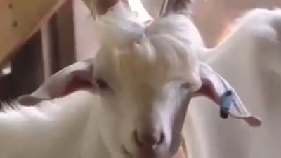 جمال معزة يشعل مواقع التواصل (فيديو)