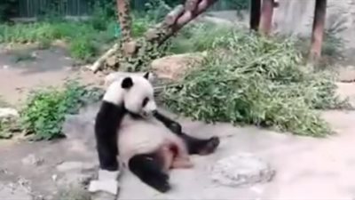 نهاية مروعة لمصور حاول إيقاظ باندا من نومها (فيديو)