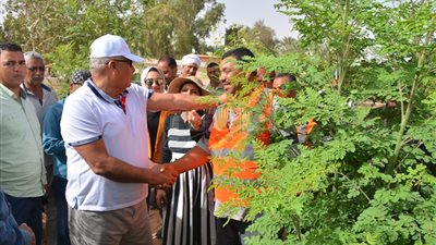 محافظ الوادي الجديد يخصص 50 فدانا لزراعة المورينجا