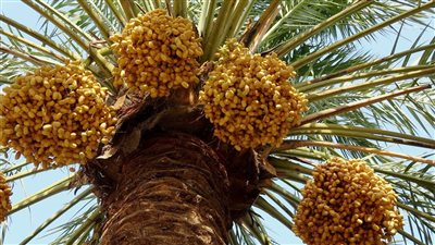 عصر التمور.. 12.8 مليون نخلة في مصر.. وإنتاجها يمثل 17.7% من الإنتاج العالمي.. تشكيل مجلس أعلى بداية استغلال الثروة.. و180 مليون دولار عائد متوقع في حالة النجاح