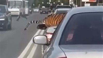 نمر يهرب من صاحبه وسط شوارع روسيا (فيديو وصور)