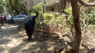 أزمة أشجار الدقي.. قطع عشوائي يثير غضب الأهالي.. والحي: 