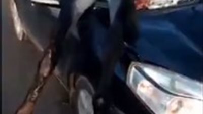 ٢٧٠٠جنيه إسترليني تعويض لصاحب حمار صدمه سائق بسيارته (فيديو)