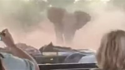 فيل هائج يهاجم سيارة سياح مكشوفة (فيديو وصور)