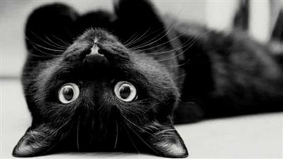 رد فعل طريف لقطة تفاجأت بتصوير صاحبها لها (فيديو وصور)