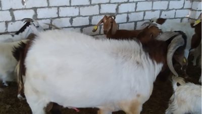 «بيطري الوادي الجديد» يتولى رعاية مشروع أغنام البور بالراشدة