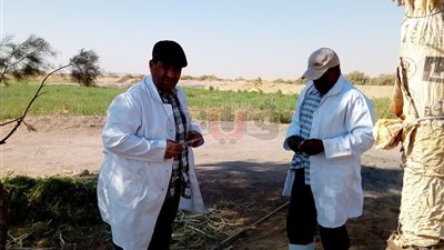 الوادي الجديد تنتهي من تحصين 38 ألف رأس ماشية في الحملة القومية