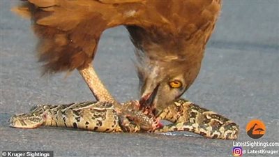 نسر يلتهم أفعى حية في مشهد مرعب (فيديو وصور)