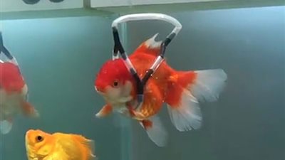 كوري يصمم مقعدا متحركا لسمكة (صور)