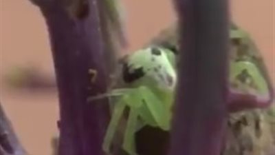 عنكبوت بوجه يشبه الإنسان يثير رعب الإنترنت (فيديو)