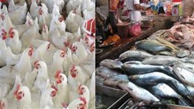 تعرف على متوسط اسعار الدواجن والأسماك في المولات والمحال الشهيرة