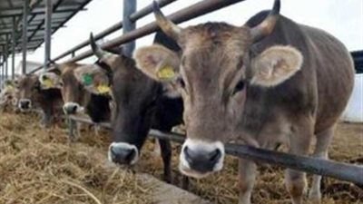 الوادي الجديد تنتهي من تحصين 39 ألف رأس ماشية ضد الحمى القلاعية