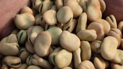 التموين تطرح ٦ آلاف طن فول.. وتطالب بصرف نصف كيلو على بطاقة الدعم