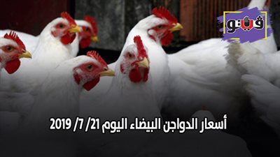 بورصة الدواجن اليوم | اسعار الدواجن البيضاء اليوم 21/ 7/ 2019