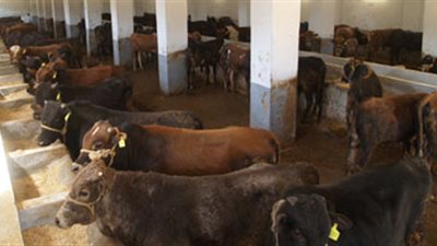 «التموين» تطرح 8 آلاف رأس ماشية وشوادر لبيع الخراف في 