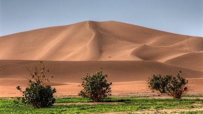 الوادي الجديد تستكمل خطة مواجهة التصحر وزحف الكثبان الرملية