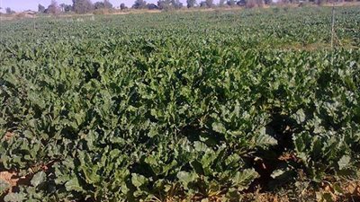 الزراعة: نستهدف زراعة 3 آلاف فدان ببنجر السكر في غرب المنيا