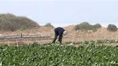تقرير حقوقي: رش إسرائيل المبيدات على حدود غزة يدمر الزراعة