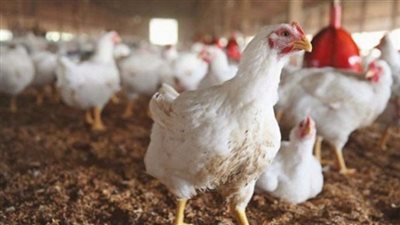شعبة الدواجن: توقعات بارتفاع معدلات الركود في الأسواق