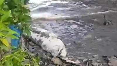 المياه تجرف مخلوقا بحريا إلى شاطئ في تايلاند