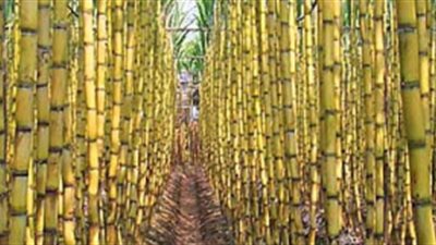 لأول مرة.. مصر تحقق رقمًا قياسيًا في إنتاج المحاصيل السكرية هذا الموسم