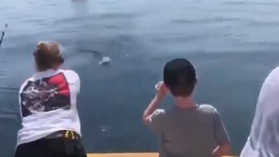 سمكة قرش تقفز من الماء لسرقة سمكة من صنارة سيدة (فيديو)