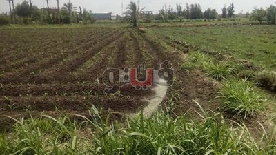 السعيدية البحرية.. قرية دمياطية حررتها ثورة يوليو من قبضة الخديو وسطوة الخولي