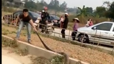 رد فعل مواطنين لحظة اقتحام كوبرا ضخمة الطريق (فيديو)