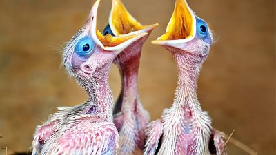 أفضل صور مسابقة تصوير الكائنات الحية (صور)