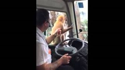 بالفيديو.. قرد يغافل سائق حافلة ويسرق وجبة طعامه