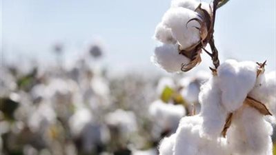 نظام جديد لتسويق أقطان محصول موسم 2019-2020 في الفيوم