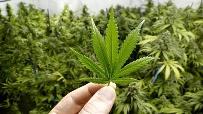 مجلس النواب الأمريكي يصوت على إلغاء تجريم الماريجوانا لأول مرة في تاريخه