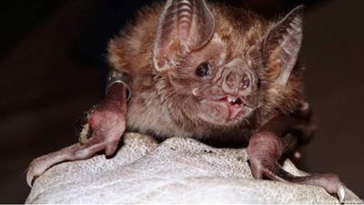 تنتمي لأسرة كورونا.. عالمة صينية تحذر من فيروسات جديدة تهدد العالم  بسبب الخفافيش